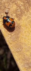 Choerocoris paganus
