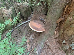 Ganoderma oregonense
