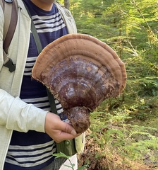 Ganoderma oregonense