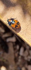 Choerocoris paganus