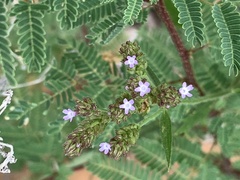 Verbena scabra