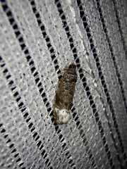 Hystrichoscelus spathanum