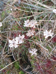 Armeria curvifolia