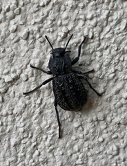 Stenomorpha clathrata