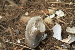 Utterbackia imbecillis