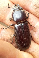 Pharochilus rugiceps