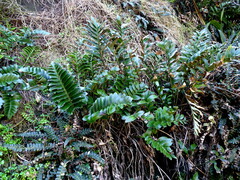 Asplenium obtusatum