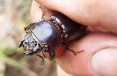 Pharochilus rugiceps