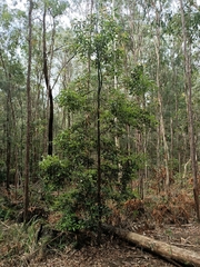 Cinnamomum camphora