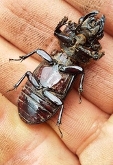 Pharochilus rugiceps