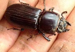 Pharochilus rugiceps