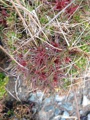 Armeria curvifolia