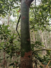 Cinnamomum camphora