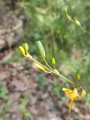 Echeandia flavescens