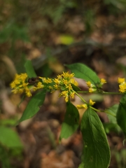 Solidago ouachitensis