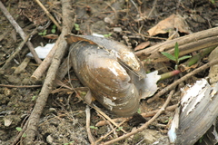 Utterbackia imbecillis