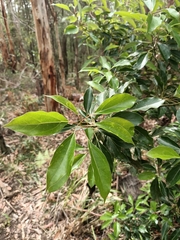 Cinnamomum camphora