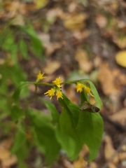 Solidago ouachitensis