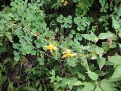 Echeandia flavescens