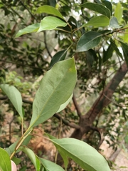 Cinnamomum camphora