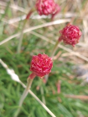Armeria curvifolia
