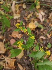 Solidago ouachitensis