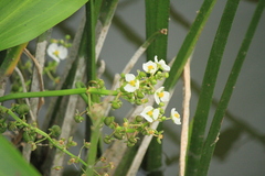 Sagittaria platyphylla