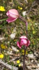 Thelymitra rubra
