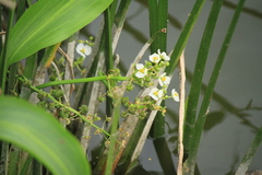 Sagittaria platyphylla