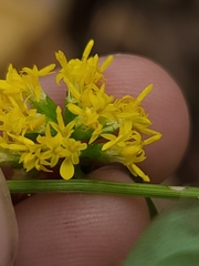 Solidago ouachitensis