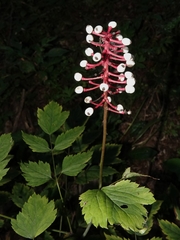 Actaea pachypoda pachypoda