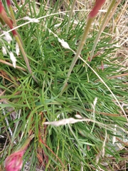 Armeria curvifolia