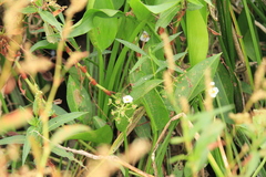 Sagittaria platyphylla