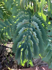 Melianthus major