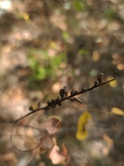 Amorpha ouachitensis