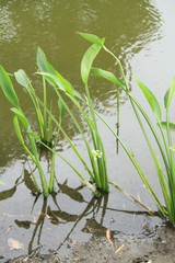 Sagittaria platyphylla