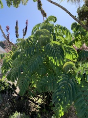 Melianthus major