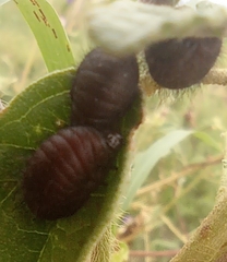 Calligrapha serpentina