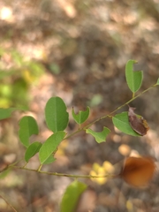 Amorpha ouachitensis