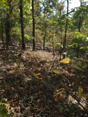 Amorpha ouachitensis