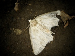 Dindica virescens