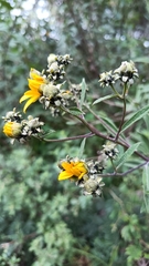 Aldama buddlejiformis