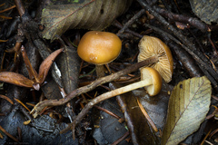 Galerina badipes