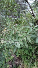 Aldama buddlejiformis