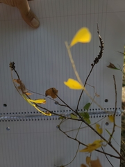 Amorpha ouachitensis