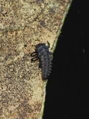 Harmonia axyridis