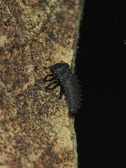 Harmonia axyridis