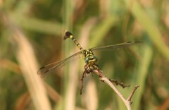 Paragomphus sabicus