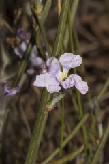 Dampiera eriocephala