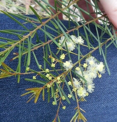 Acacia linifolia